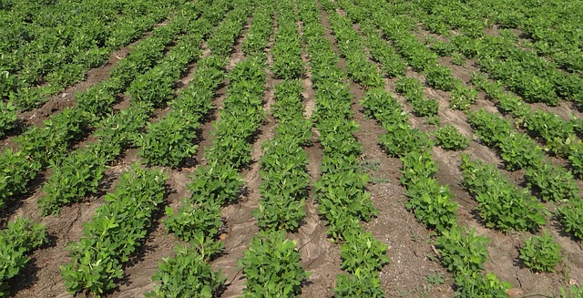 peanut field, groundnut field, india, crop, field, agriculture, agricultural, nature, freshness, harvest, crops, plants, cultivation, outdoor, farmland, landscape, farm, rural, farming, green farm, peanut field, peanut field, peanut field, peanut field, peanut field, farmland